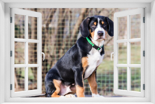 Fototapeta Naklejka Na Ścianę Okno 3D - Entlebuher sennenhund, Swiss Shepherd Dog Puppy