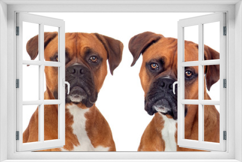 Fototapeta Naklejka Na Ścianę Okno 3D - Two dogs of the same breed looking at camera