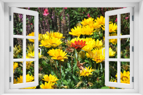 Fototapeta Naklejka Na Ścianę Okno 3D - Yellow gerbera bloom in the flowerbed