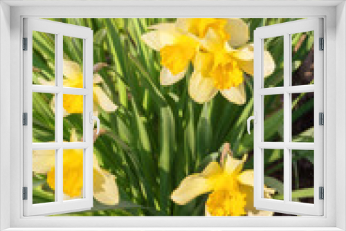 Fototapeta Naklejka Na Ścianę Okno 3D - Spring daffodils in a sunny garden