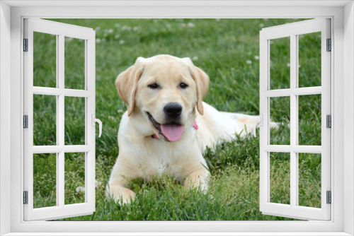 Fototapeta Naklejka Na Ścianę Okno 3D - golden labrador retriever puppy laying in the grass