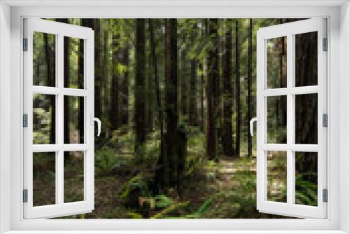 Fototapeta Naklejka Na Ścianę Okno 3D - Forest In the Redwoods, California