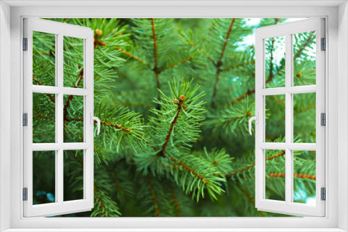 Fototapeta Naklejka Na Ścianę Okno 3D - Branch of a coniferous tree
