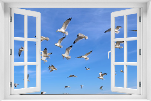 Fototapeta Naklejka Na Ścianę Okno 3D - Ring-billed sea gulls against a blue sky