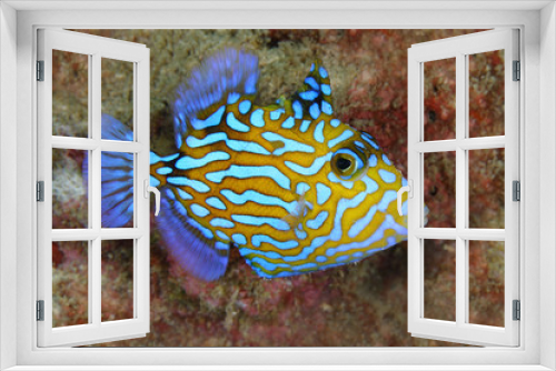 Fototapeta Naklejka Na Ścianę Okno 3D - Juvenile Blue Triggerfish have a vivid colour . Pulau Weh , Indonesia