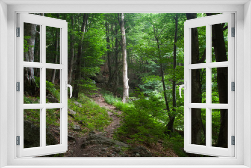 Fototapeta Naklejka Na Ścianę Okno 3D - Footpath in a green forest