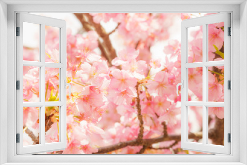 Fototapeta Naklejka Na Ścianę Okno 3D - Kawazu-zakura Cherry blossoms