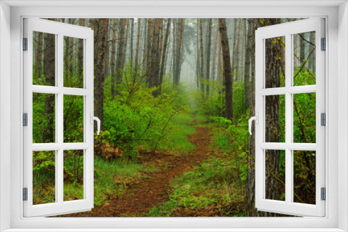 Fototapeta Naklejka Na Ścianę Okno 3D - Leśna droga w gęstym lesie.
