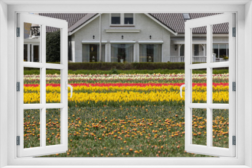 Fototapeta Naklejka Na Ścianę Okno 3D - Tulip fields in the Bollenstreek, South Holland, Netherlands