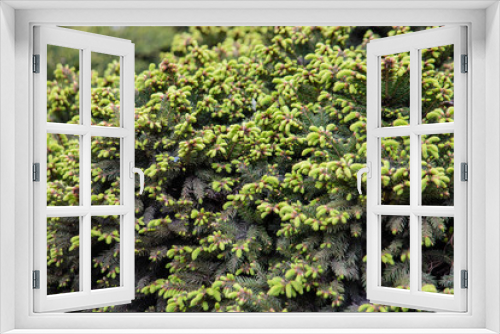 Fototapeta Naklejka Na Ścianę Okno 3D - Fir-Tree Branches Background