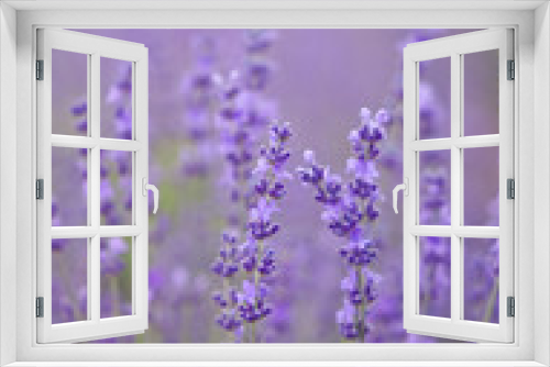 Fototapeta Naklejka Na Ścianę Okno 3D - Lavender flowers bush