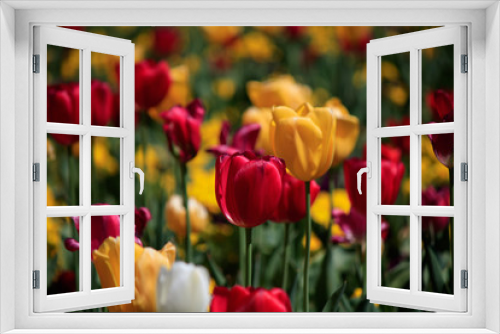 Fototapeta Naklejka Na Ścianę Okno 3D - Tulips