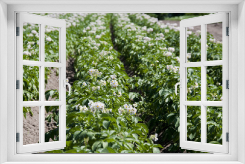 Fototapeta Naklejka Na Ścianę Okno 3D - 白い花をつけたジャガイモ畑