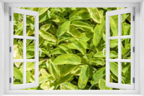 Fototapeta Naklejka Na Ścianę Okno 3D - Green variegated sage plants