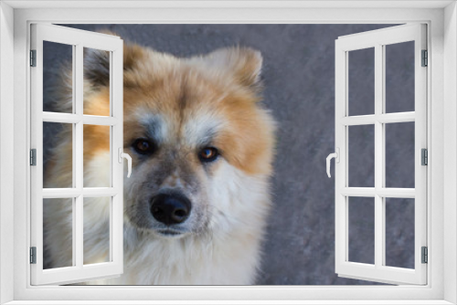 Fototapeta Naklejka Na Ścianę Okno 3D - Akita Dog or Akita Inu, Japanese Akita Outdoor. Close Up Portrait. Dog