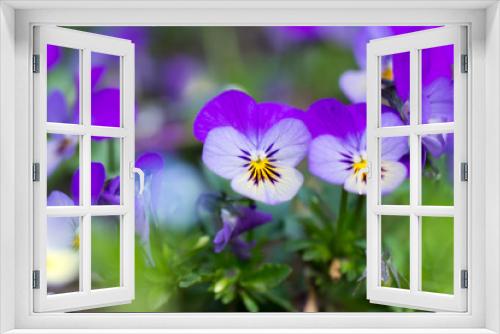 Fototapeta Naklejka Na Ścianę Okno 3D - Flowers pansies