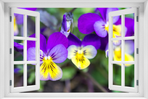 Fototapeta Naklejka Na Ścianę Okno 3D - Flowers pansies