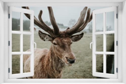 Fototapeta Naklejka Na Ścianę Okno 3D - Deer & moose