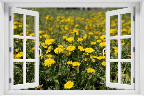Fototapeta Naklejka Na Ścianę Okno 3D - The blossoming flowers of dandelions
