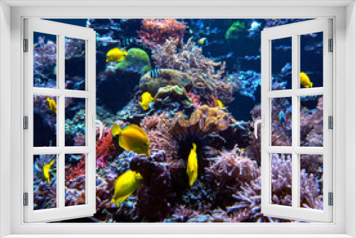 Fototapeta Naklejka Na Ścianę Okno 3D - underwater background. Underwater scene. Underwater world. Underwater life landscape