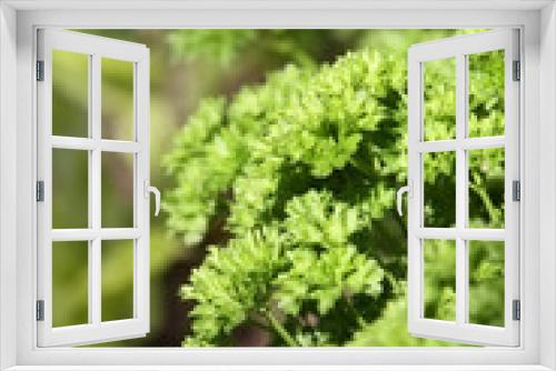 Fototapeta Naklejka Na Ścianę Okno 3D - green fresh parsley on bed