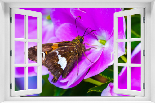 Fototapeta Naklejka Na Ścianę Okno 3D - Butterfly drinking from a flower.