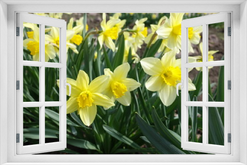 Fototapeta Naklejka Na Ścianę Okno 3D - Lots of yellow daffodils in the park in spring (horizontal)