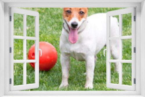 Fototapeta Naklejka Na Ścianę Okno 3D - jack russel