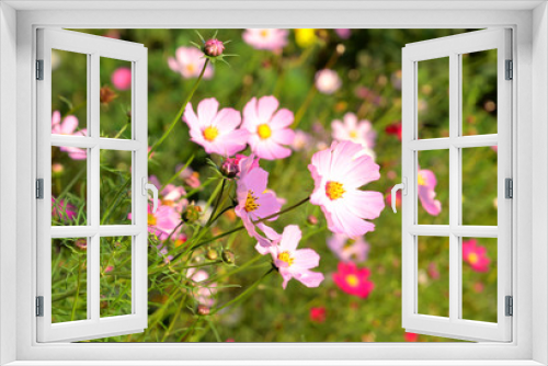 Fototapeta Naklejka Na Ścianę Okno 3D - Pink wildflowers.