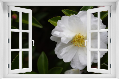 Fototapeta Naklejka Na Ścianę Okno 3D - White Camellia