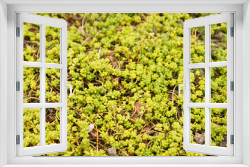 Fototapeta Naklejka Na Ścianę Okno 3D - Sedum album micranthum chloroticum green succulent creeping plant