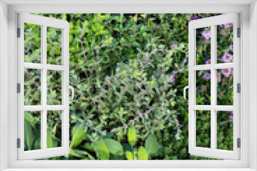 Fototapeta Naklejka Na Ścianę Okno 3D - Many Herbs in a garden herb bed.