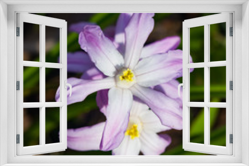 Fototapeta Naklejka Na Ścianę Okno 3D - Lucile's glory-of-the-snow, chionodoxa luciliae, blooming in spring, macro, selective focus, shallow DOF