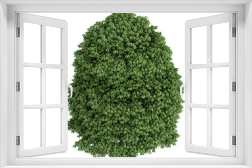 Fototapeta Naklejka Na Ścianę Okno 3D - Chestnut (Aesculus)