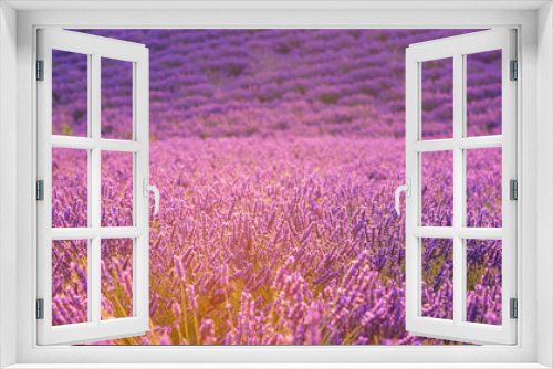 Fototapeta Naklejka Na Ścianę Okno 3D - Flowering lavender field in Provence, beautiful flowers in gentle sunset light, nature background, Plateau de Valensole, France