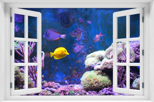 Fototapeta Naklejka Na Ścianę Okno 3D - Reef tank, marine aquarium. Blue aquarium full of plants. Tank filled with water for keeping live underwater animals. Gorgonaria, Sea Fan. Clavularia. Zoanthus. Zebra apogon. Zebrasoma. Percula.