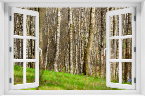 Fototapeta Naklejka Na Ścianę Okno 3D - White birch grove in spring