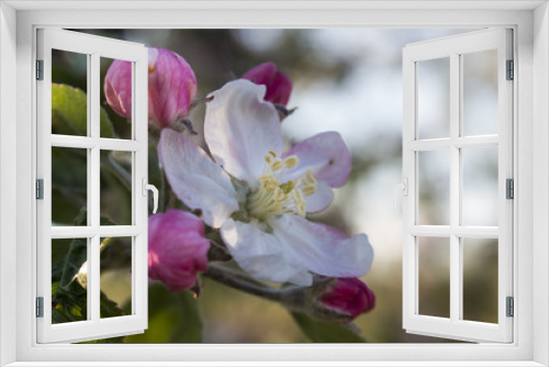 Fototapeta Naklejka Na Ścianę Okno 3D - Flower of an apple tree