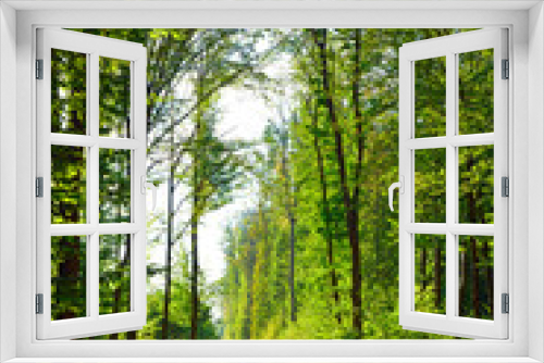 Fototapeta Naklejka Na Ścianę Okno 3D - rich green trees in a summer forest panorama