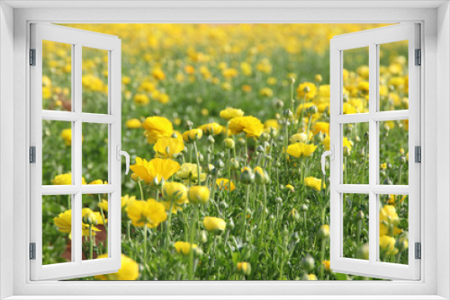 Fototapeta Naklejka Na Ścianę Okno 3D - Image of beautiful yellow spring flowers.