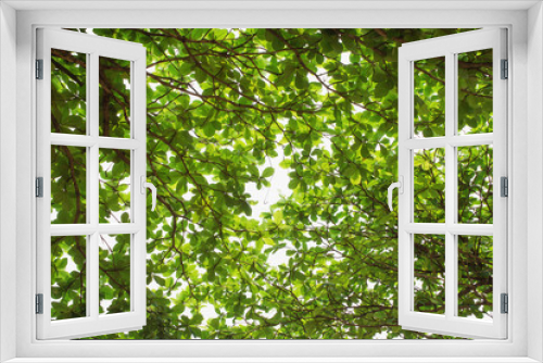 Fototapeta Naklejka Na Ścianę Okno 3D - Greenery leaf background texture