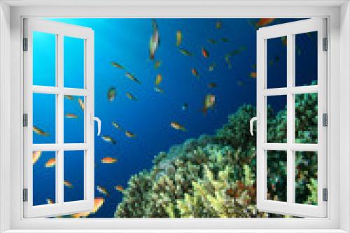 Fototapeta Naklejka Na Ścianę Okno 3D - Coral Reef and Tropical Fish in Blue Water