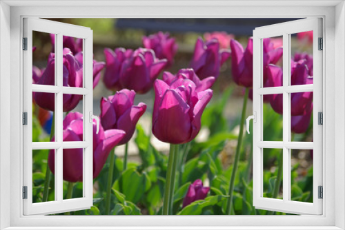 Fototapeta Naklejka Na Ścianę Okno 3D - Tulipes violettes au printemps au jardin