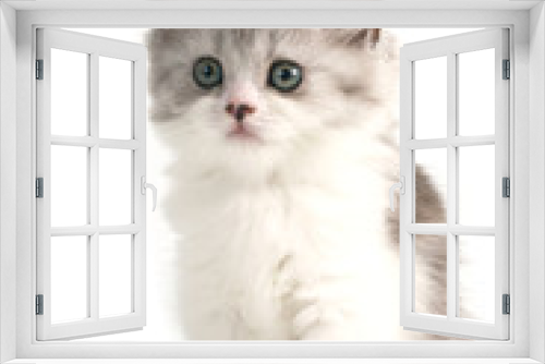 Fototapeta Naklejka Na Ścianę Okno 3D - Scottish straight breed young pussycat