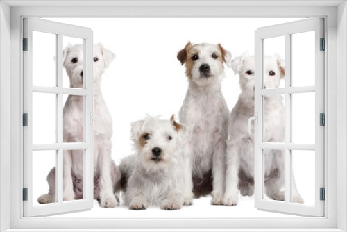 Fototapeta Naklejka Na Ścianę Okno 3D - group of 4 dogs : Parson Russell Terrier
