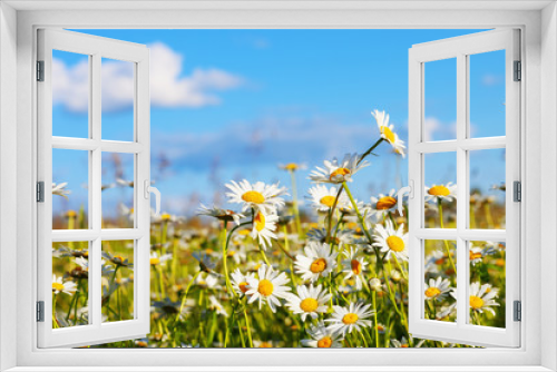 Fototapeta Naklejka Na Ścianę Okno 3D - daisies in a meadow