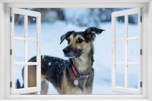 Fototapeta Naklejka Na Ścianę Okno 3D - Snow Dog