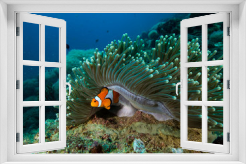 Fototapeta Naklejka Na Ścianę Okno 3D - Clownfish hiding under the mantle of its anemomone
