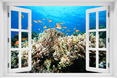 Fototapeta Naklejka Na Ścianę Okno 3D - Coral Reef at the Blue Hole in Dahab, Egypt