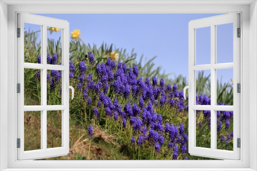 Fototapeta Naklejka Na Ścianę Okno 3D - Muscari flower in spring time